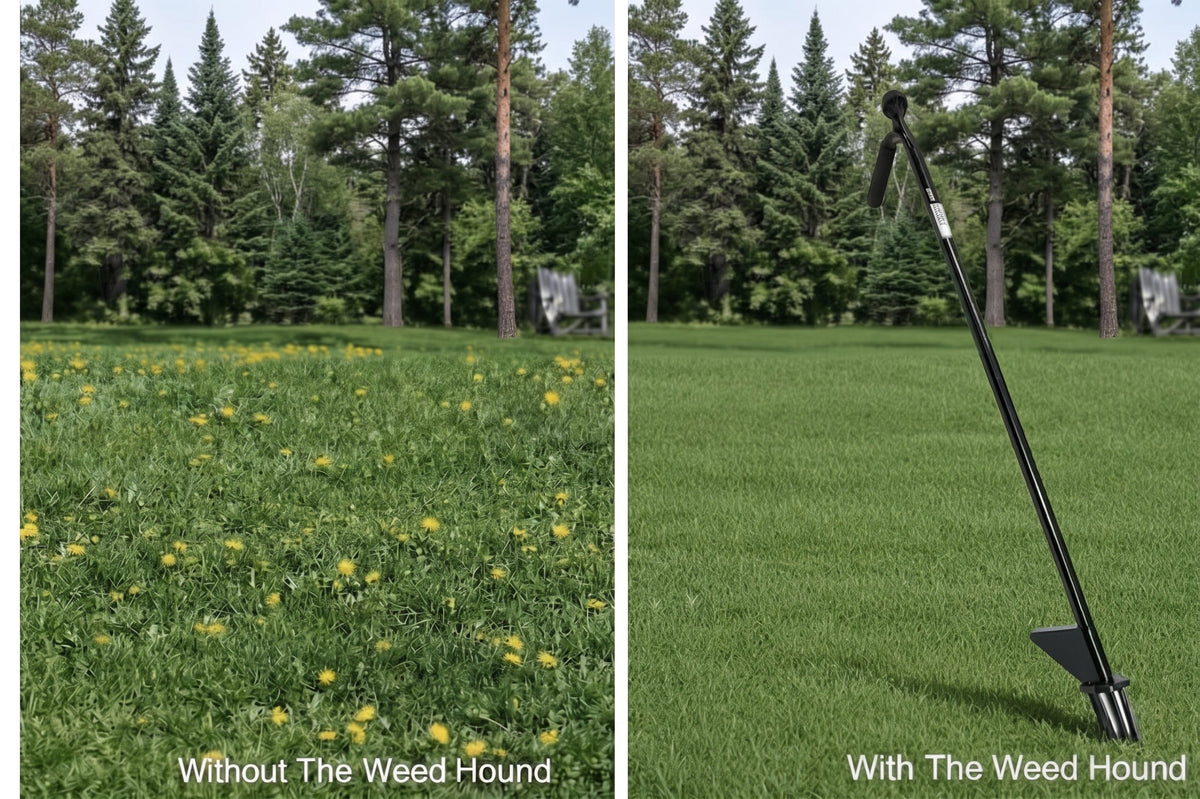 Before and after: a dandelion-covered lawn, and the same lawn weed-free with the Weed Hound standing in the grass